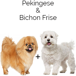 Pekachon Dog